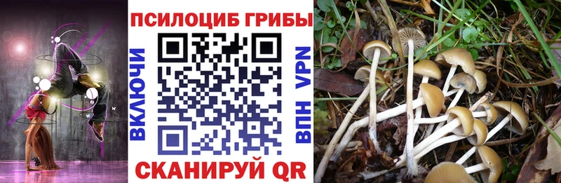 Псилоцибиновые грибы Psilocybe  Похвистнево 
